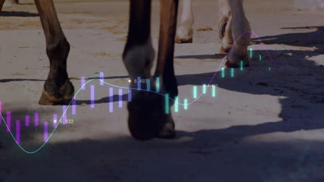 horse hooves walking on sunlit stable path, showing colored candlestick chart overlay moving upward