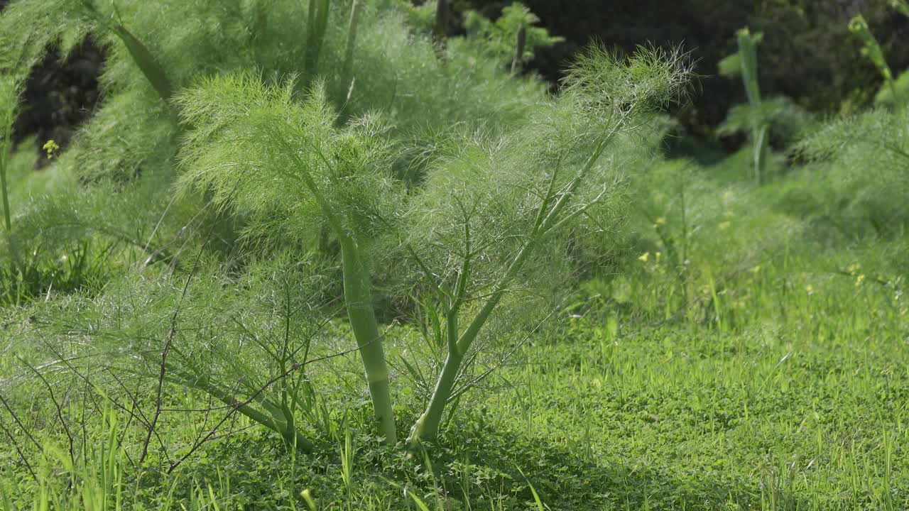 Fennel (foeniculum vulgare) green perennial herb plant in slight breeze