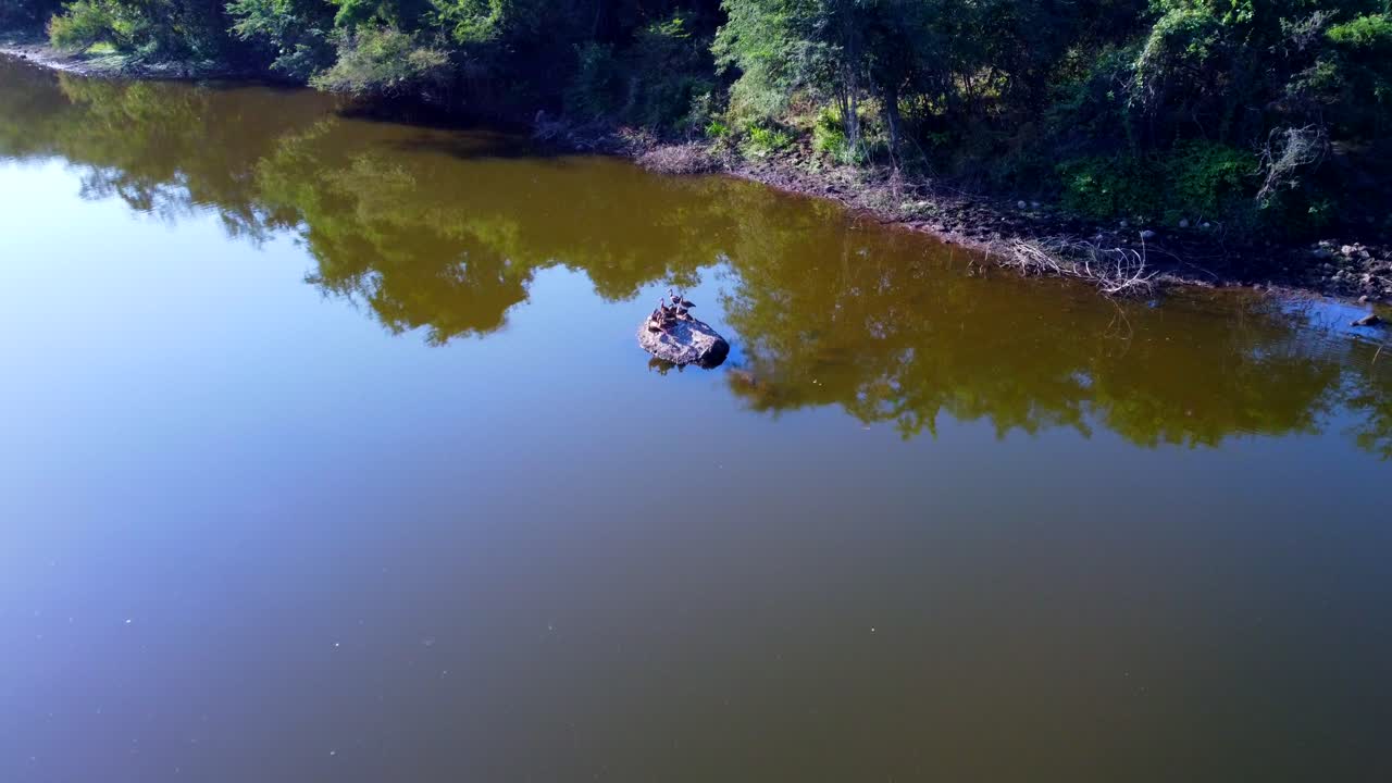 Herd of ducks on the lake 2
