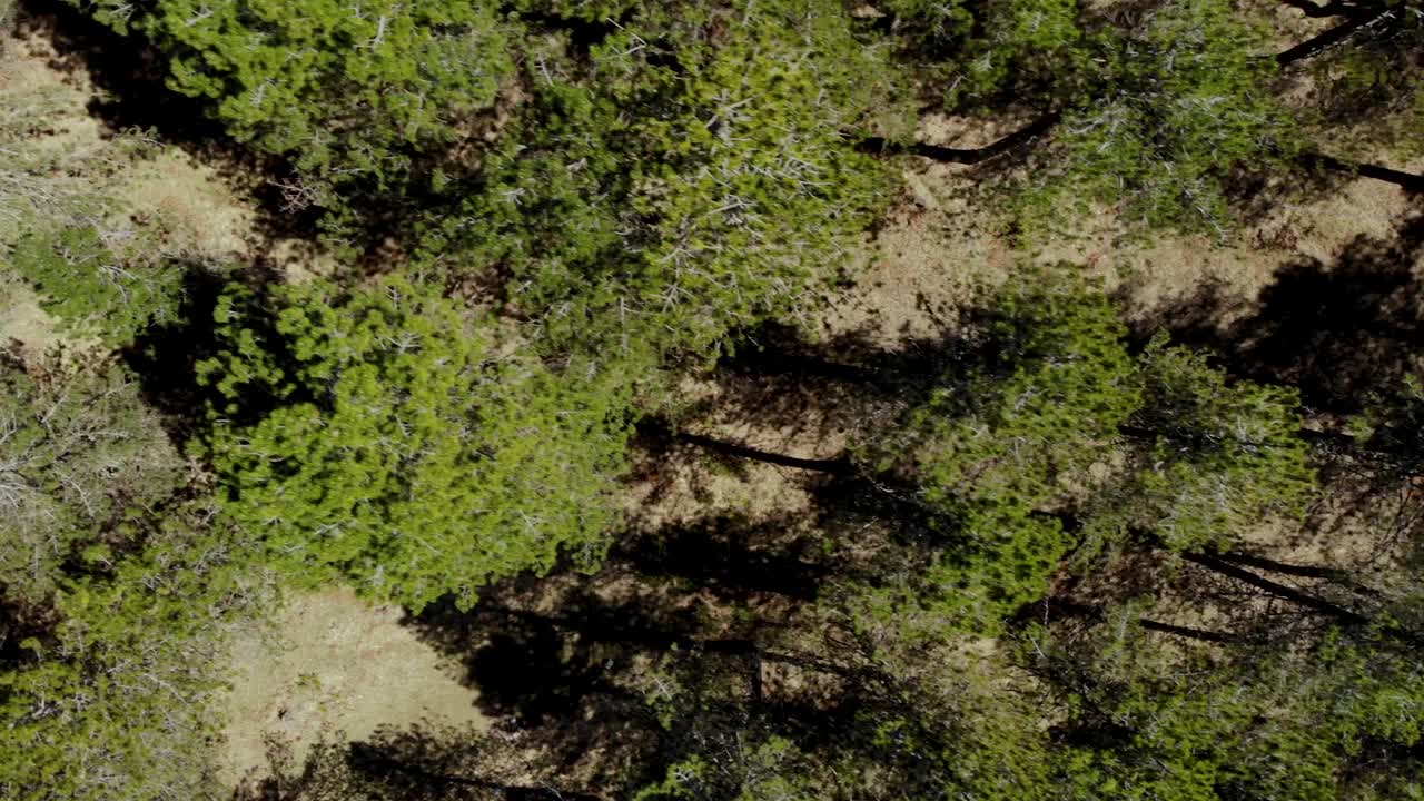 Pine trees forest with green needles texture seen from above on high mountains on a sunny day, aerial top down view