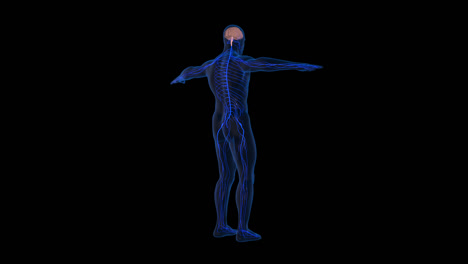 nervous system with alpha channel