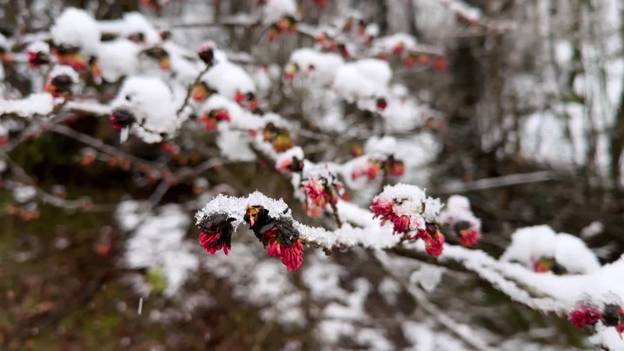 Fiori rossi rubino di un albero, coperti dalla neve, una sorprendente pianta gioiello su un ramo ghiacciato, nella foresta naturale. Parrotia persica dell'altopiano montuoso ircano, Iran, Asia, durante la stagione primaverile, con una crescita colorata e una bellezza all'aperto.