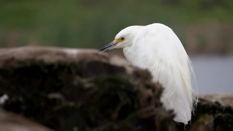 Snowy-Egret-Heron-standing-in-the-Wetlands-Slow-Motion