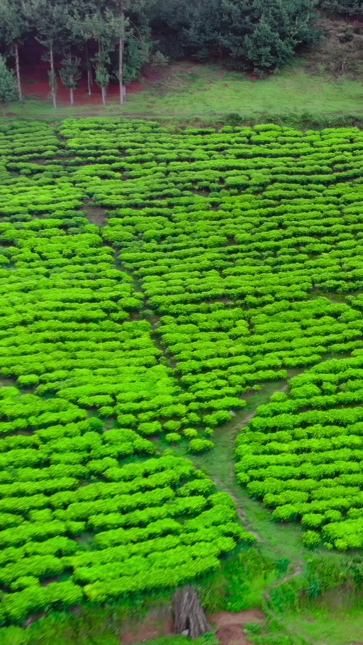 Lush Tea Plantation Rows Around Cottage, Close Aerial Reveal Of Patterned Bushes, Eucalyptus Border, Fertile