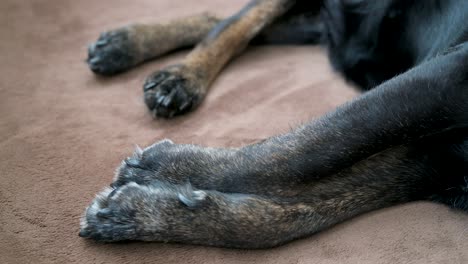 Escena-Que-Captura-Las-Piernas-Y-La-Posición-De-Las-Patas-De-Un-Perro-Mayor-Descansando-Sobre-Una-Alfombra