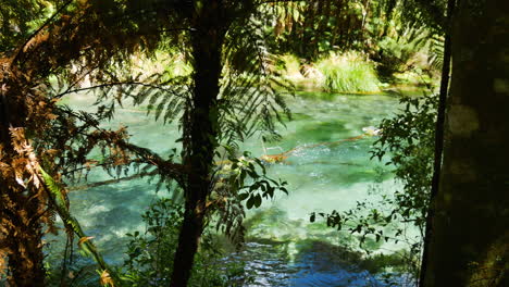 árboles de helecho tropical en primer plano y río tarawera que fluye tranquilo durante la luz del sol en verano - exploración de la naturaleza de nueva zelanda