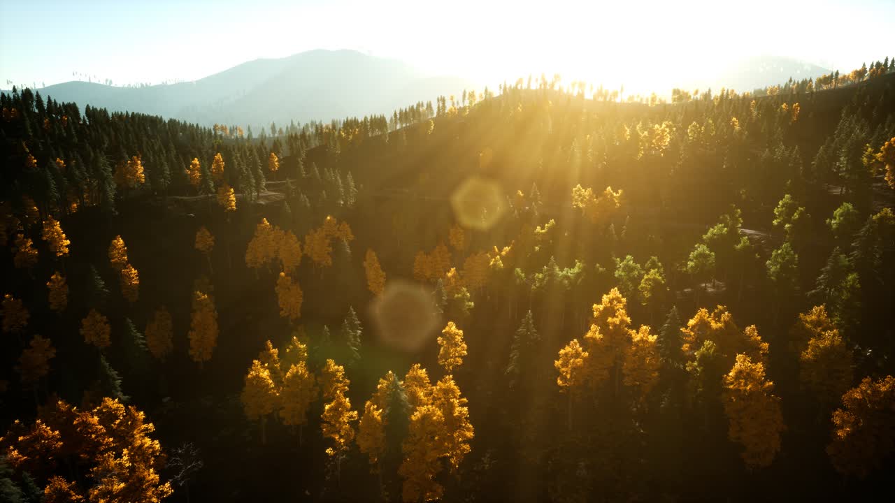 полет беспилотника над сосновым лесом в горах на закате солнца
