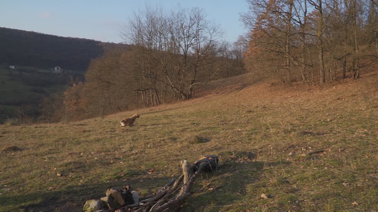 Donna che lancia la palla al cane in un freddo pomeriggio autunnale su una collina con luce calda sul paesaggio.