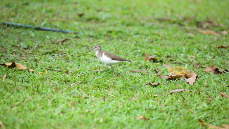 common sandpiper eating small insects on cropped grass lawn, walks, and catches bugs on a ground