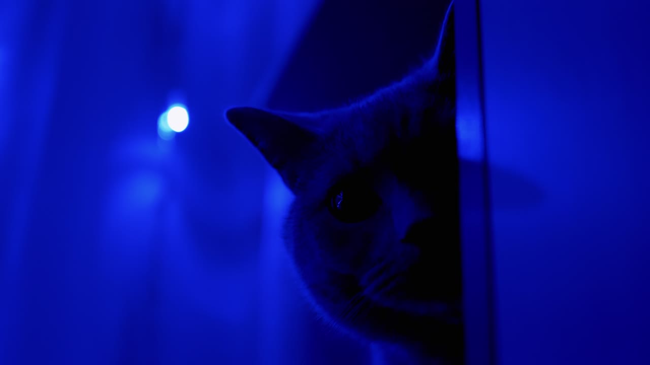 반이는 크리스마스 꽃받침의 배경에 영국 고양이의 머리. 근접.