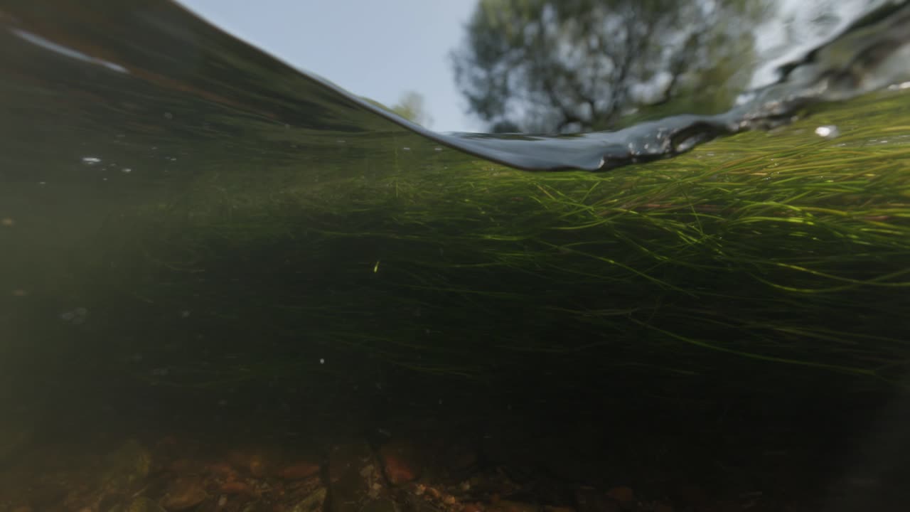 Underwater view of a river