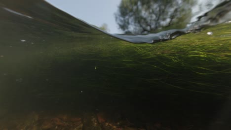 underwater view of a river