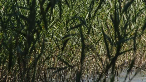 green-cane-and-reed-in-seen-at-Wdzydze-Lake-coast-in-Kaszubski-park-krajobrazowy-in-Pomeranian-Voivodeship