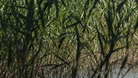 caña verde y caña en la costa del lago wdzydze en el parque kaszubski krajobrazowy en el voivodato de pomeranian