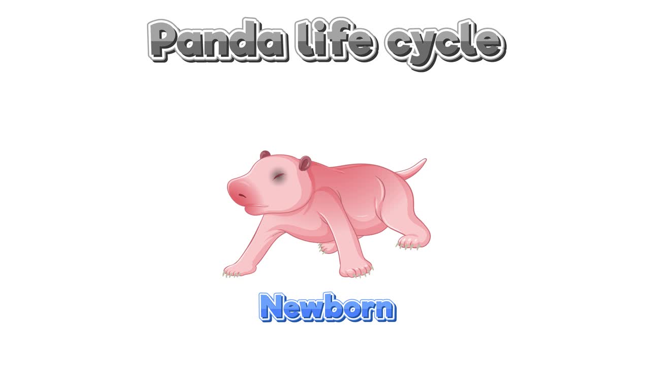 판다 의 생명 주기 의 애니메이션 단계
