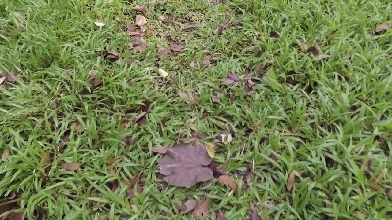 관점, 경로의 푸른 잔디 위를 걷는 것