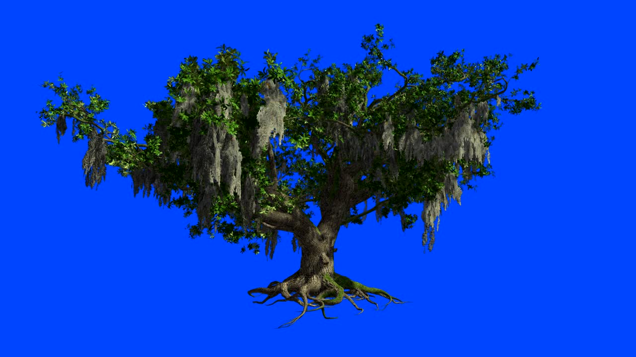 A huge Live-Oak sway in the wind. Blue screen alpha.