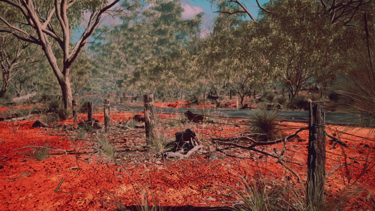 ⁇ 은 모래 위 에 나무 들 이 있는 오스트레일리아의 덤불