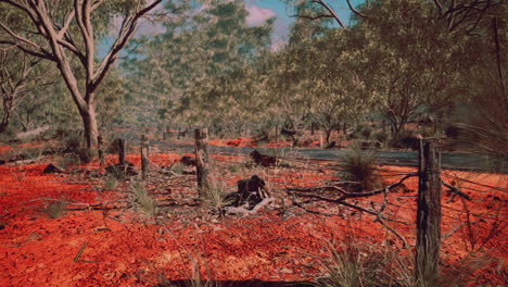 Arbusto-Australiano-Con-árboles-En-Arena-Roja