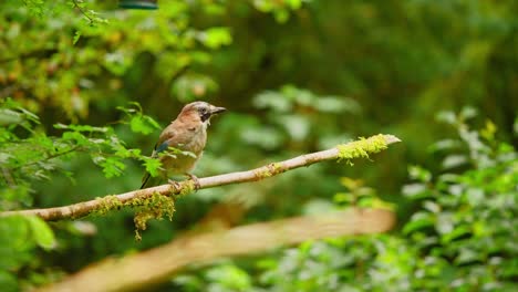 Eurasian-Jay-in-Friesland-Netherland-frontal-view-of-bird-balanced-on-thin-branch-with-moss-as-it-flies-away