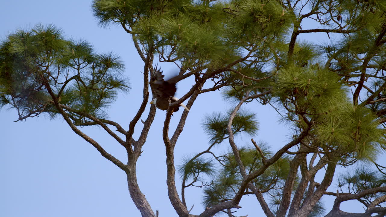 An American Bald Eagle lands in a tree