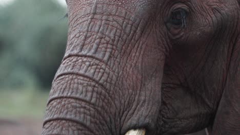 closeup of african bush elephant eating in aberdare national park, kenya