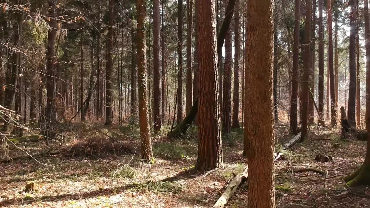 Volo abile di un drone attraverso la foresta.