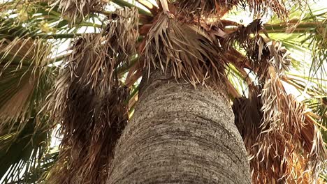 Slow motion panning low angle shot of a palm tree with dried out leaves and thick tree trunk during a summer day