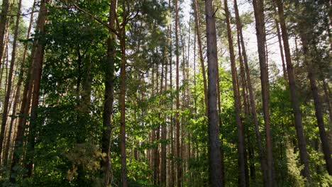 bosque de pinos