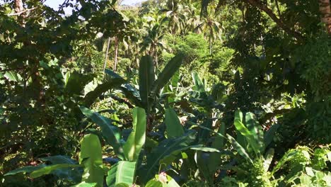 vista en primer plano de un avión no tripulado de la densa vegetación en una selva filipina