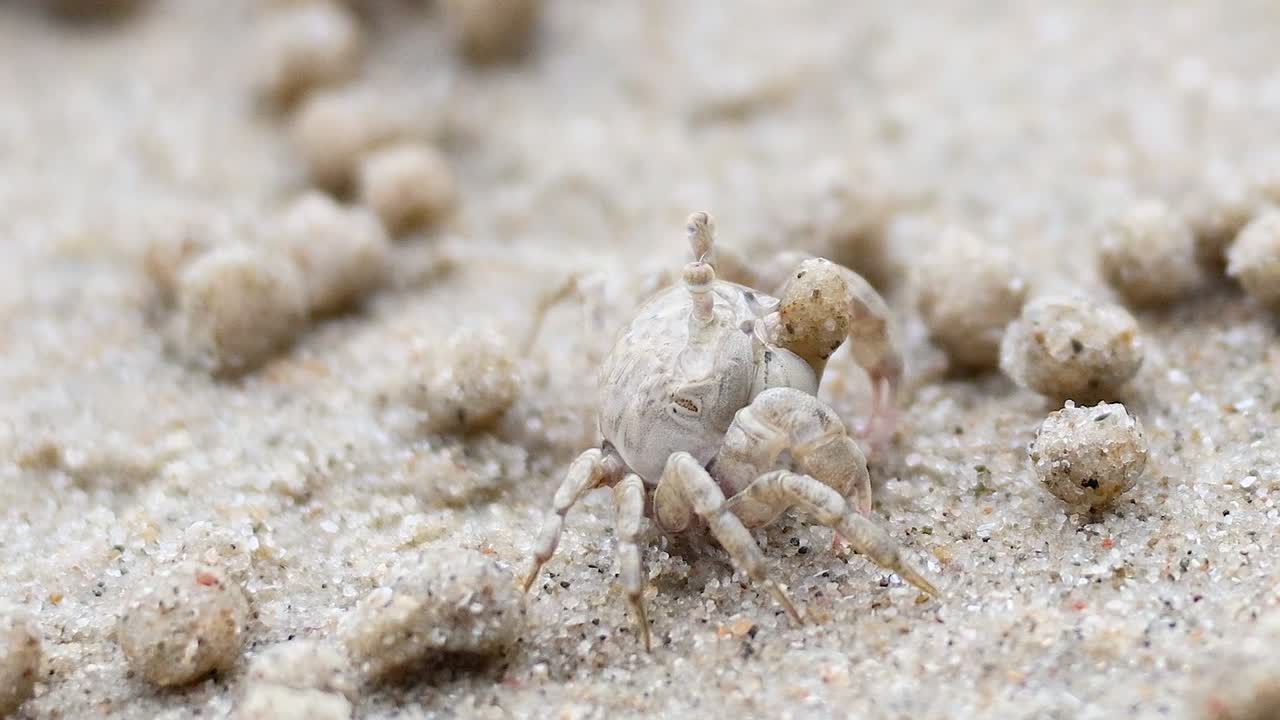 A small crab interacts with sand balls on a sandy surface, showcasing its natural behavior.