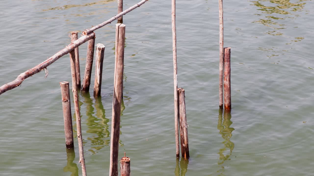 Des poteaux en bois s'élèvent des eaux calmes, mettant en valeur la beauté de la nature et la sérénité des paysages côtiers