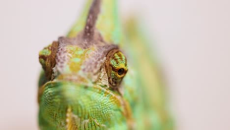 A veiled chameleon in close-up, showcasing its vibrant colors and unique features in a well-lit environment
