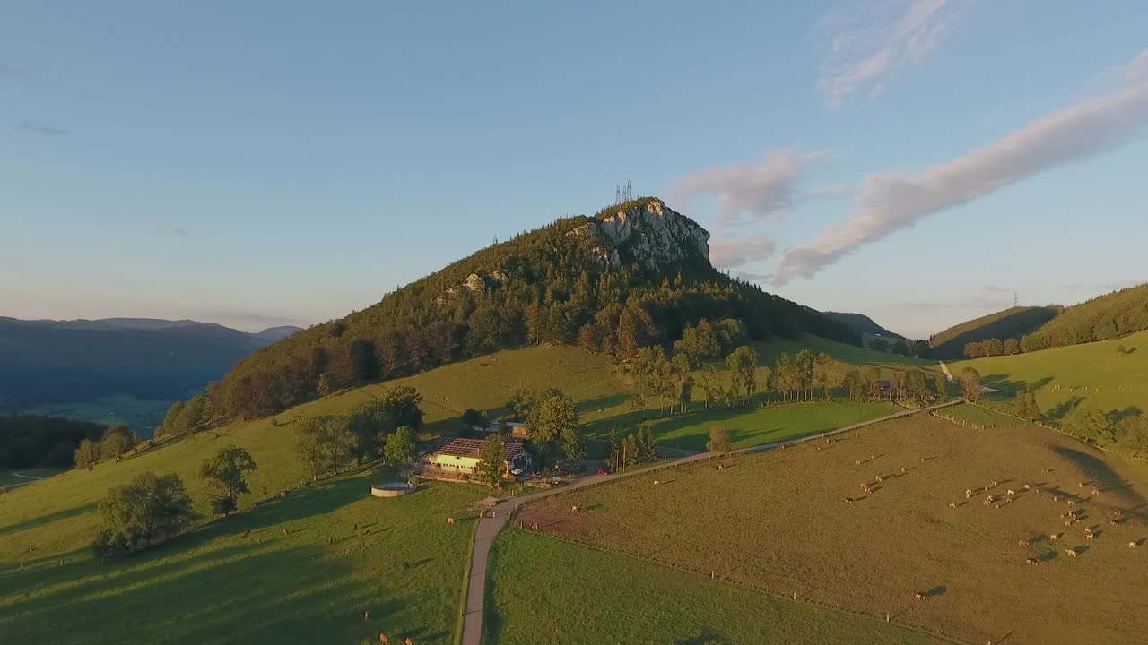 vaca en los alpes suizos