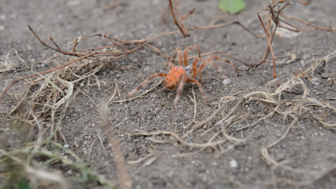 Big and orange spider in the wild, going around leaves, grass and other obstacles