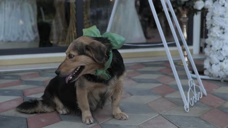 puppy dog with ribbon sticking out its tongue while sitting outside the venue of the party