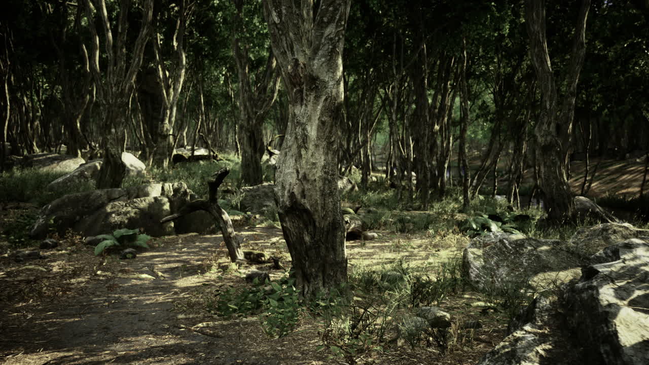 Enchanted forest path invites exploration during the serene summer afternoon