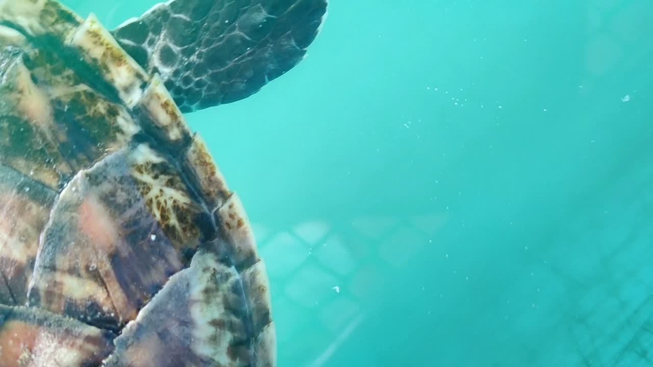 번식 연못의 아기 거북