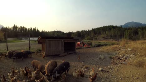 pigs and hen having food in the farm 4k