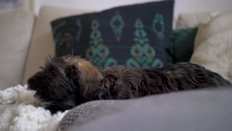 Adorable-Cachorro-Acostado-En-Un-Lindo-Y-Acogedor-Sofá-Y-Una-Almohada-Para-Perros-Masticando-Hueso-En-Cámara-Lenta-Con-Ojos-De-Cachorro