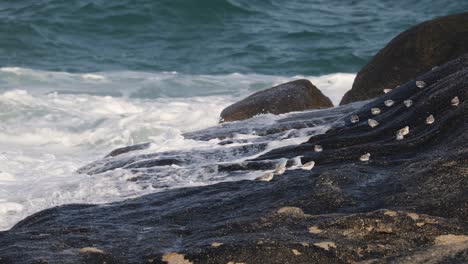 coastal birds perched on rocks along a rugged shoreline with crashing waves. a beautiful scene showcasing the powerful energy of the ocean meeting the rocky coast