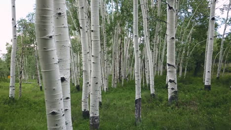 drone-flying-through-aspen-trees-in-colorado