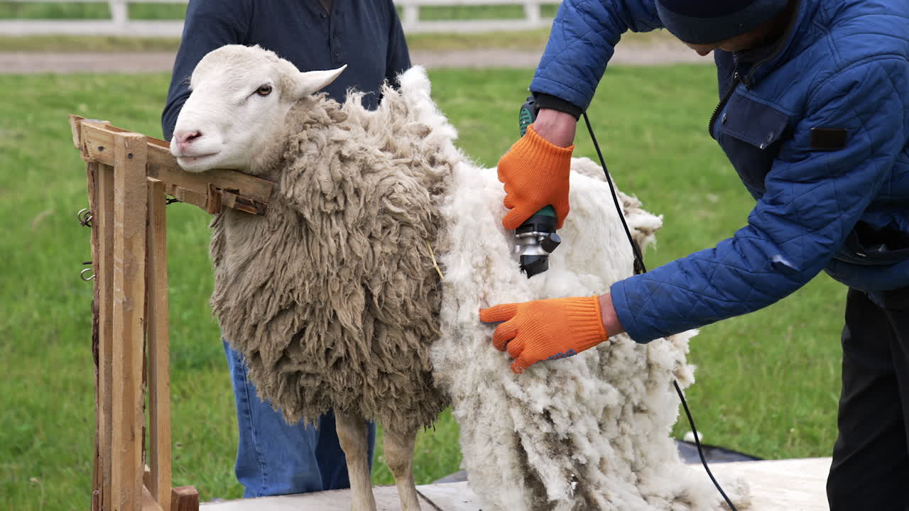Farmer cutting sheep wool. Man shearing adult sheep with a professional electric hair clipper on a farm. Agricultural process of cutting wool.