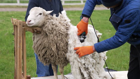 farmer cutting sheep wool. man shearing adult sheep with a professional electric hair clipper on a farm. agricultural process of cutting wool.