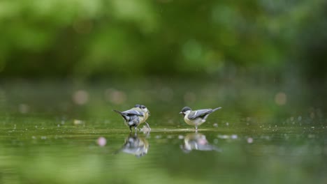two titmice on a pond