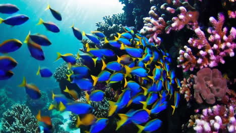 colorful fish schooling over a coral reef