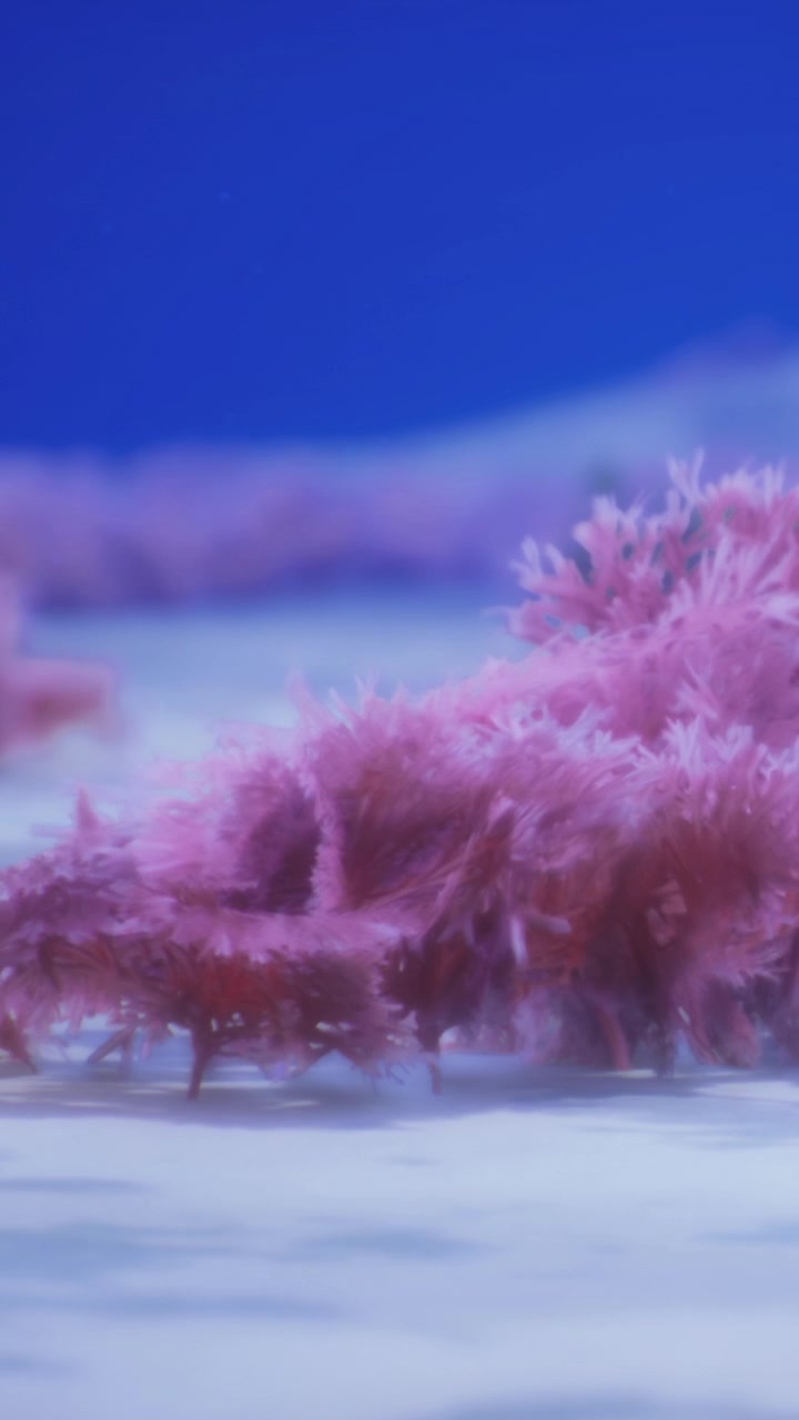 Piante marine colorate crescono sul fondale oceanico sotto acqua cristallina.