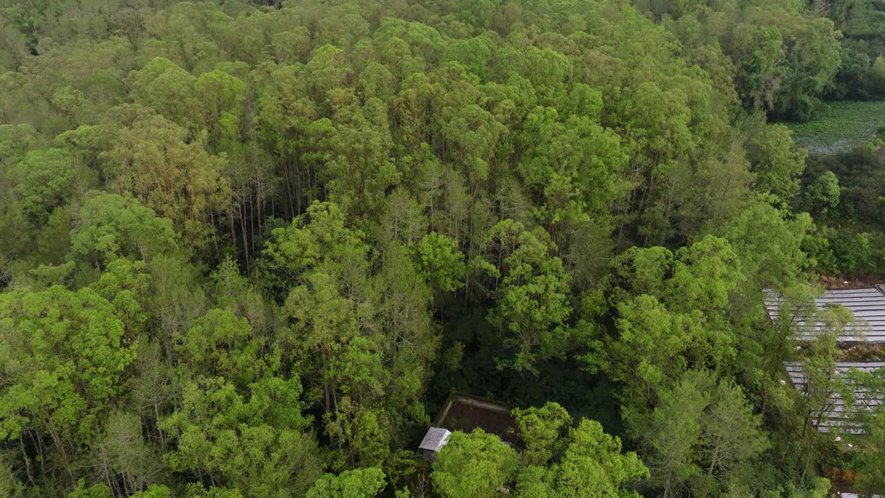 Panning upwards 4K drone shot over lush Kintamani landscape at sunrise, flying toward Mount Batur volcano through morning mist. Balinese nature, mountains, and jungle from above.