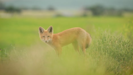 adorable red fox pup on lush grassy countryside in saskatchewan, canada