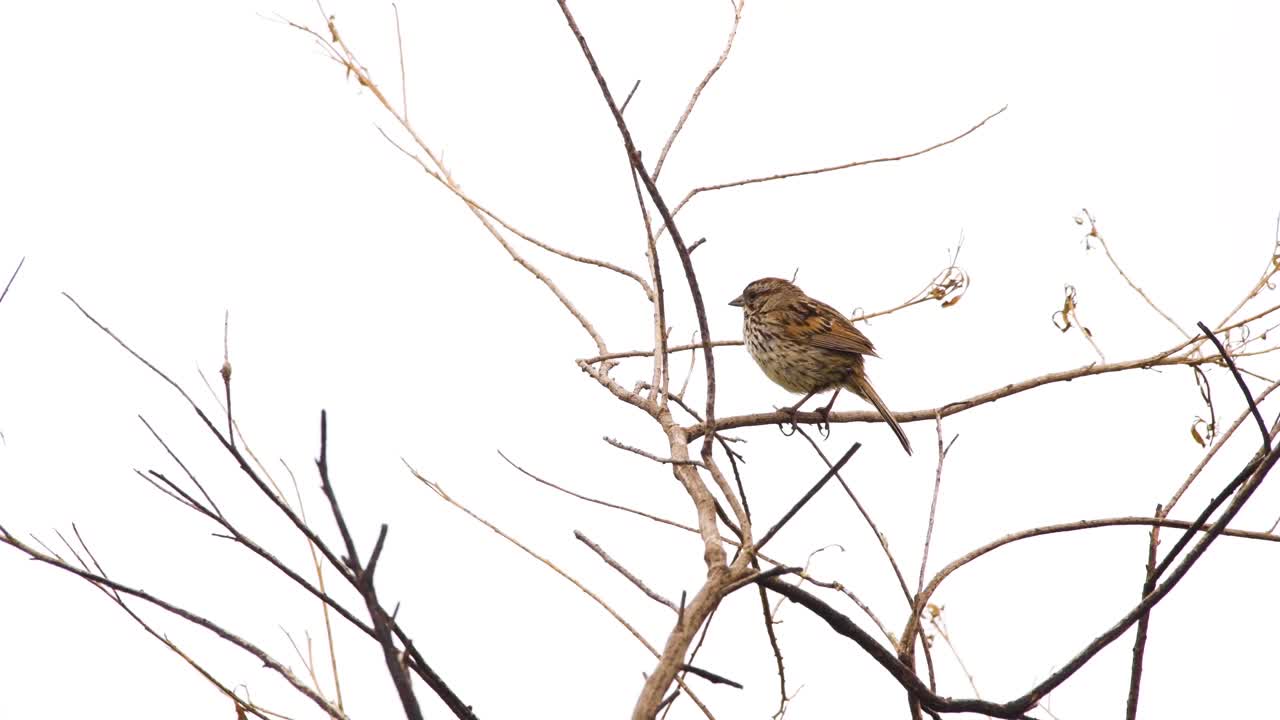 un gorrión canta en un árbol